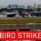BIRD STRIKE – COLISÃO COM PÁSSARO DURANTE DECOLAGEM – AEROPORTO DE SÃO PAULO CONGONHAS – 16/09/21